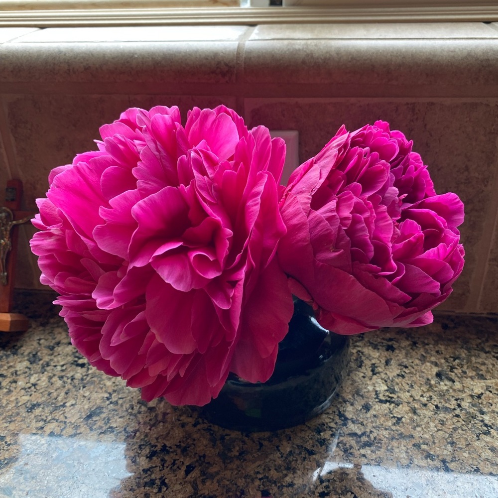 Meet your Posher, Clarissa